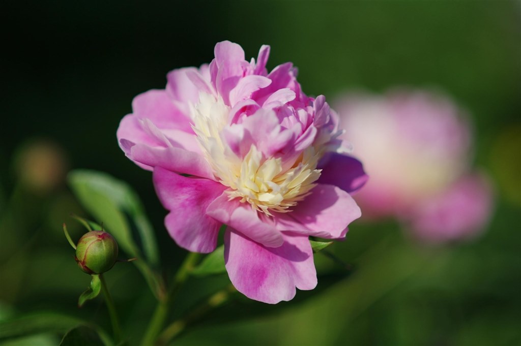 立てば芍薬 座れば牡丹 歩く姿は百合の花 ペンタックス Pentax Kd ボディ のクチコミ掲示板 価格 Com