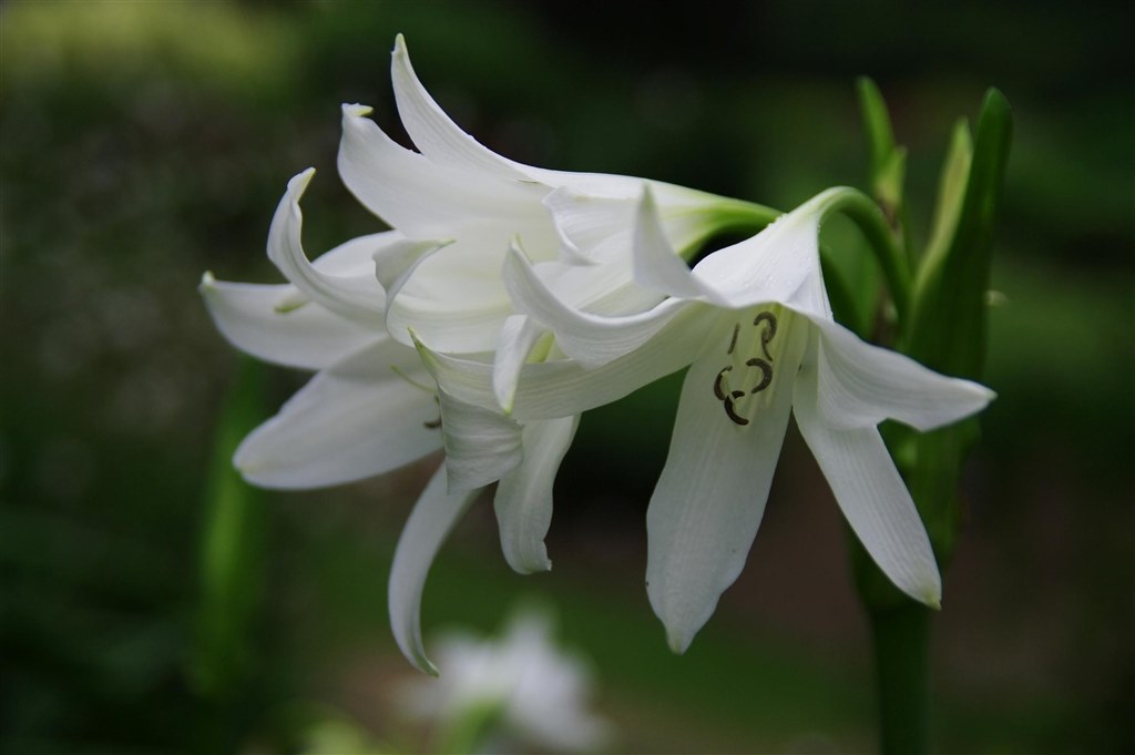 立てば芍薬 座れば牡丹 歩く姿は百合の花 ペンタックス Pentax Kd ボディ のクチコミ掲示板 価格 Com