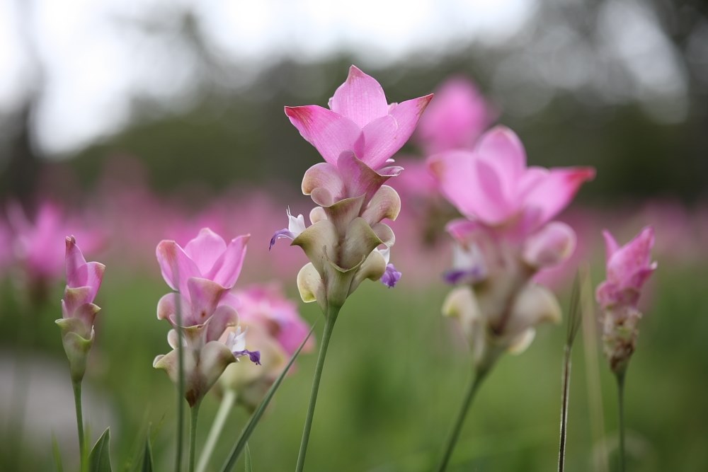 クルクマの花 Canon Ef70 0mm F4l Is Usm のクチコミ掲示板 価格 Com