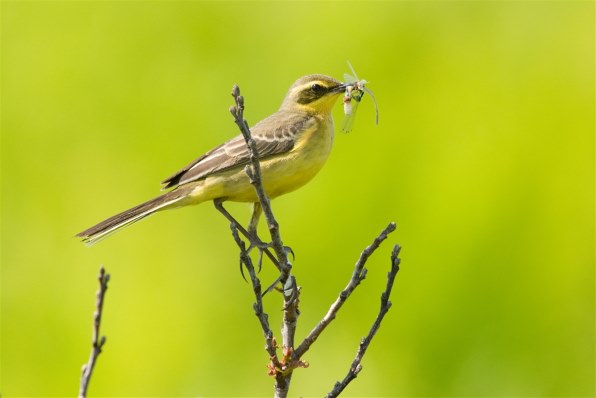 αで７月の野鳥撮影』 SONY α700 DSLR-A700 ボディ のクチコミ掲示板 - 価格.com