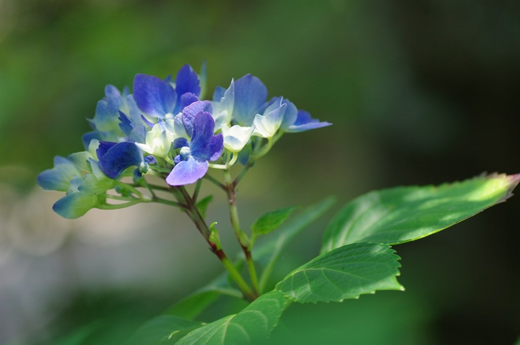 Z-1Pお使いの方』 ペンタックス PENTAX K20D ボディ のクチコミ掲示板