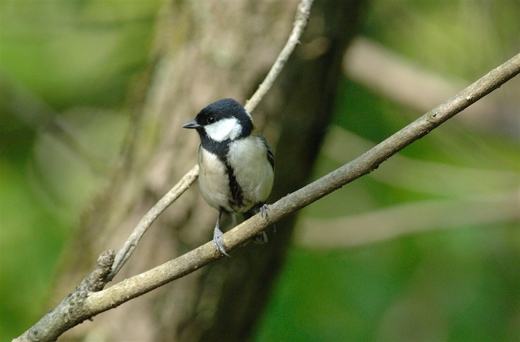 【思いっきり値引きしました！】シグマ[EX]300mmf2.8 シグマ(SIGMA)|レンズ|HARDOFFオフモール（オフモ