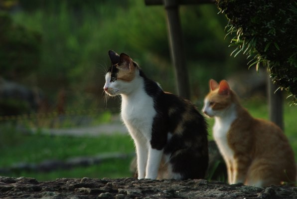 コシナ 28-210mm F4.2-6.5 AF Inner Focus & Asphericalの