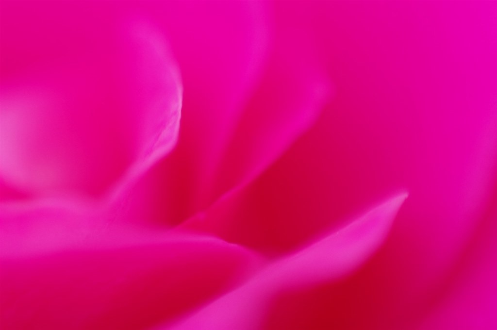 ELICAR V-HQ Super Macro 90mm F2.5試写』 ペンタックス PENTAX K20D