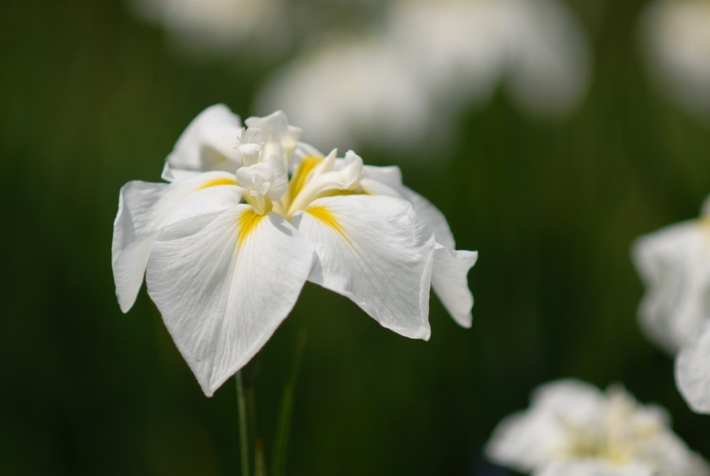 最大限のボケを得る設定について』 ニコン AI AF DC-Nikkor 135mm f/2D