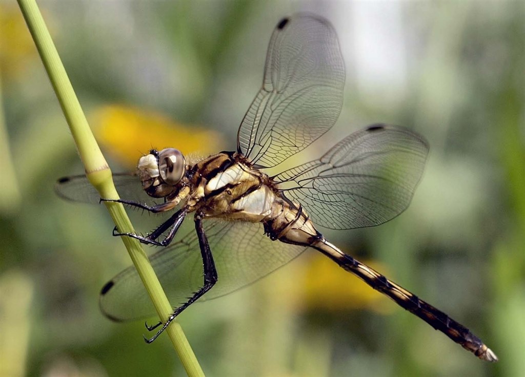 蜻蛉と花のマクロ撮影 オリンパス ズイコーデジタル Ed 14 35mm F2 0 Swd のクチコミ掲示板 価格 Com