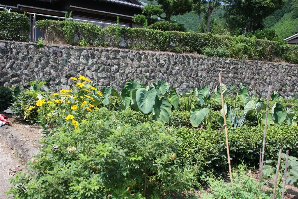 FE20mmF2.8の開放値の画像について』 CANON EF20mm F2.8 USM の