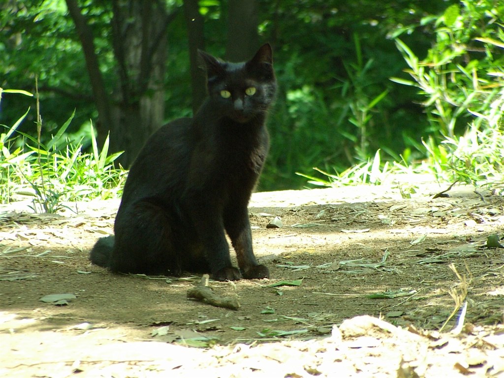 黒猫の撮影に最適なのは クチコミ掲示板 価格 Com